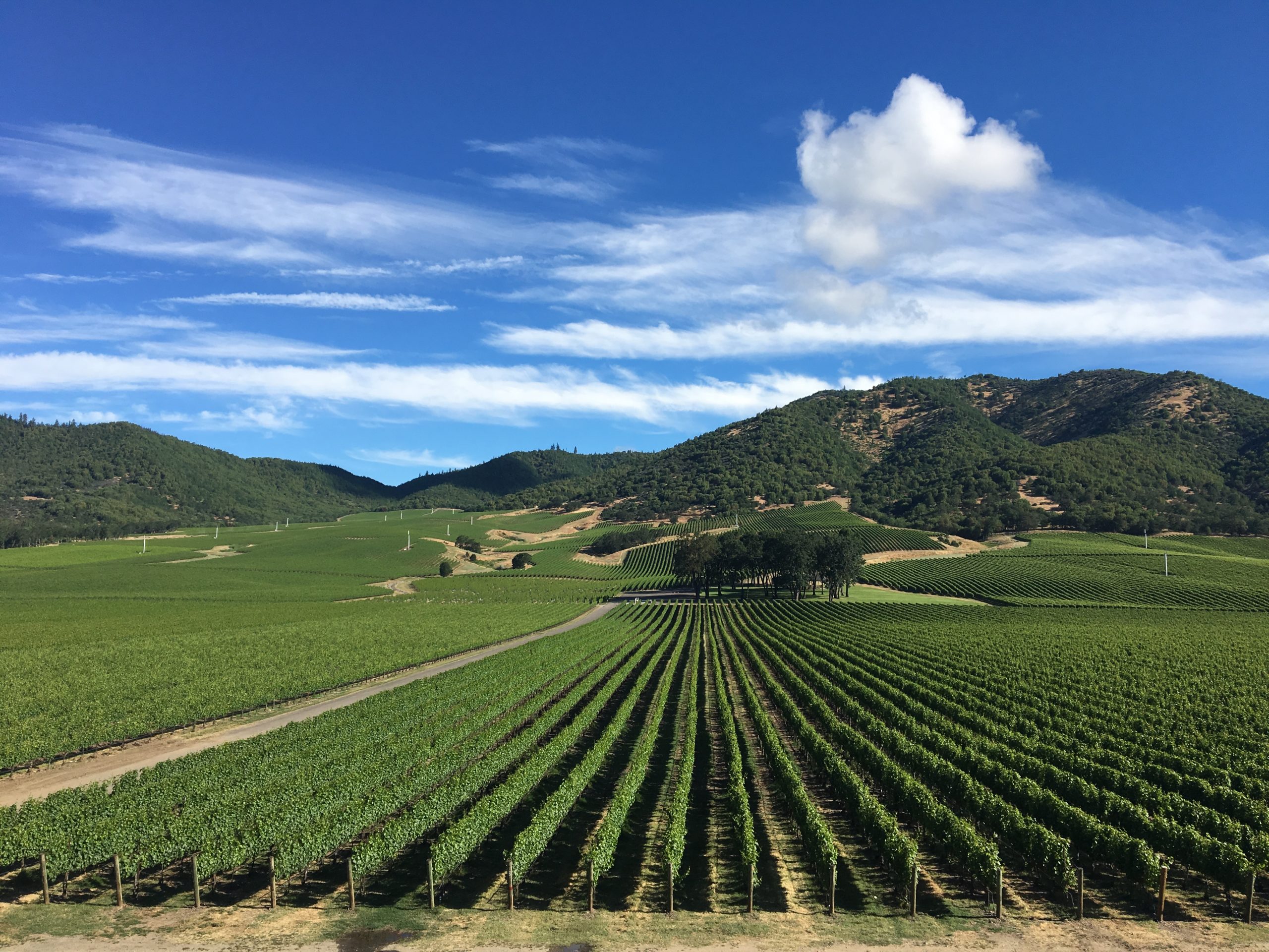 Unveiling the Charm of Del Rio Winery